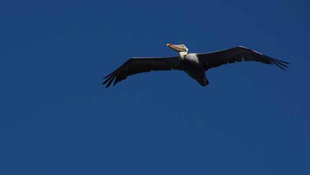 happy Pelican at Westport